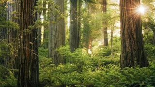 神州瑞新-山林風格民宿